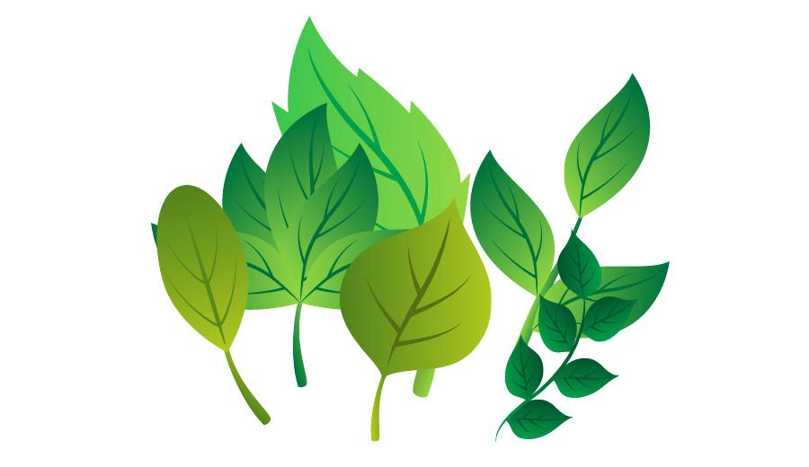 900x520 Leaf Plant Stem Branch Fresh Leaves Vector With Free Ballnet.co