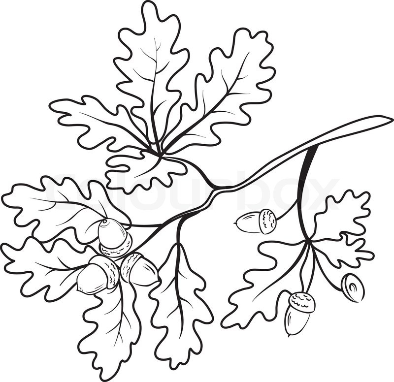 800x776 Oak Branch With Leaves And Acorns, Black Contour On White
