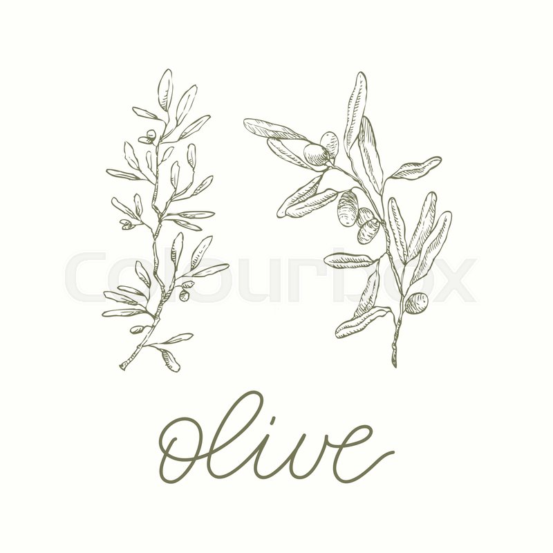 800x800 Olive Branches. Vector Calligraphy Green Colour Fresh Leaves