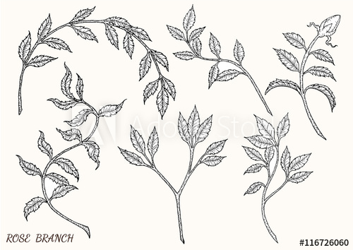 500x354 Rose Branch Vector By Hand Drawing.rose Leaf Set.