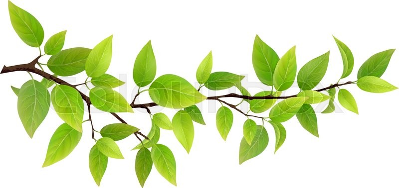 800x378 Small Tree Branch With Green Leaves. Detailed Vector Plant
