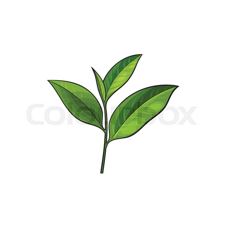 800x800 Vector Sketch Cartoon Style Green Tea Leaves Branch. Isolated