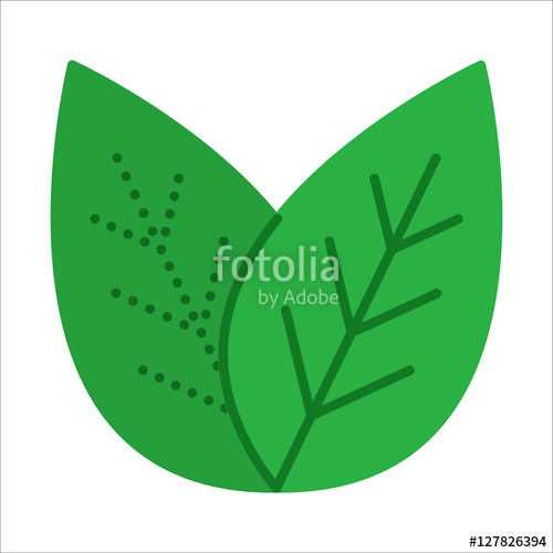 500x500 Green Tea Leaves. Flat Design. Thin Line Leaf Icon. Vector
