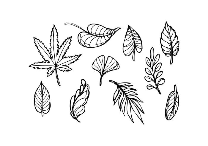 700x490 Leaf Sketch Icon Vector