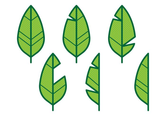 700x490 Banana Leaf Icon