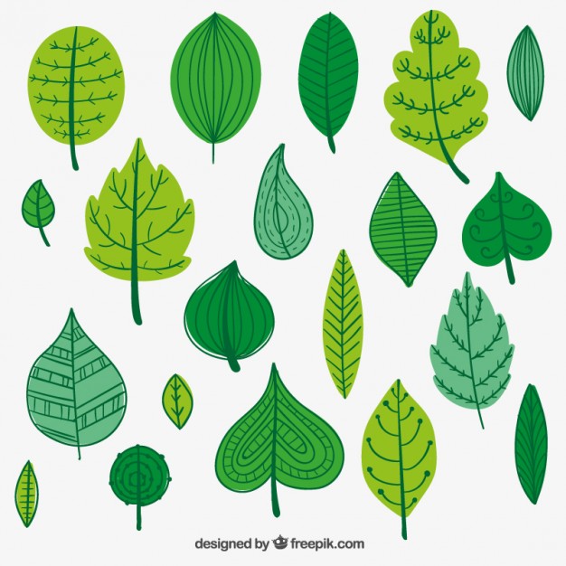 626x626 Green Leaves Illustration Vector Free Download