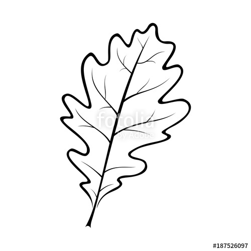 500x500 Black And White Vector Illustration Of An Oak Leaf Stock Image
