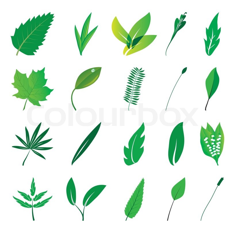 800x800 Collection Of Isolated Green Leaves Vector Illustration Stock