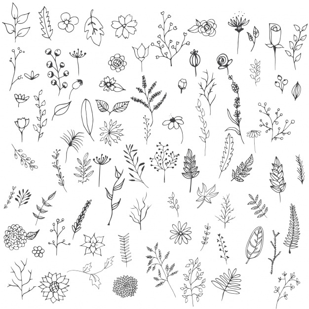 626x626 Flower Outline Vectors, Photos And Psd Files Free Download