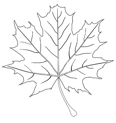 380x400 Images Of Leaf Vector Outline