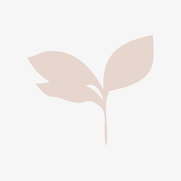 596x596 Leaf, Leaf Outline, Vector Leaf Png And Vector For Free Download