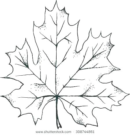 Leaf Outline Vector at GetDrawings | Free download