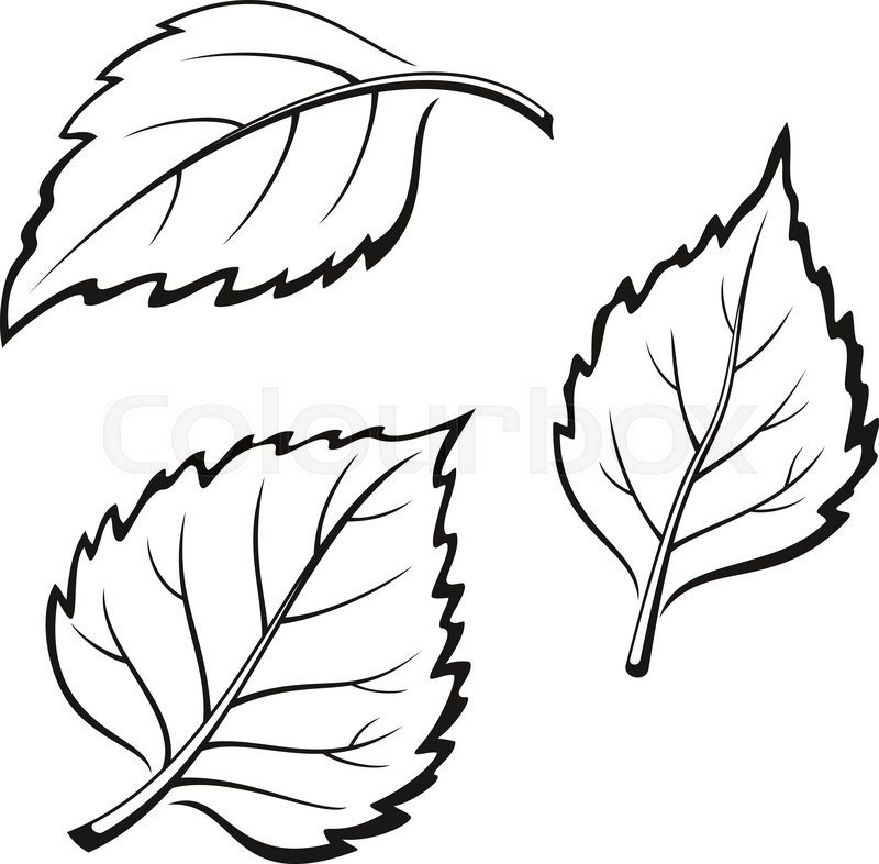 800x786 Set Of Plant Pictograms, Birch Tree Leaves, Black On White. Vector