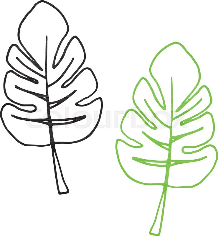 740x800 Set Of Tropical Monstera Leaves Outline. Vector Illustration