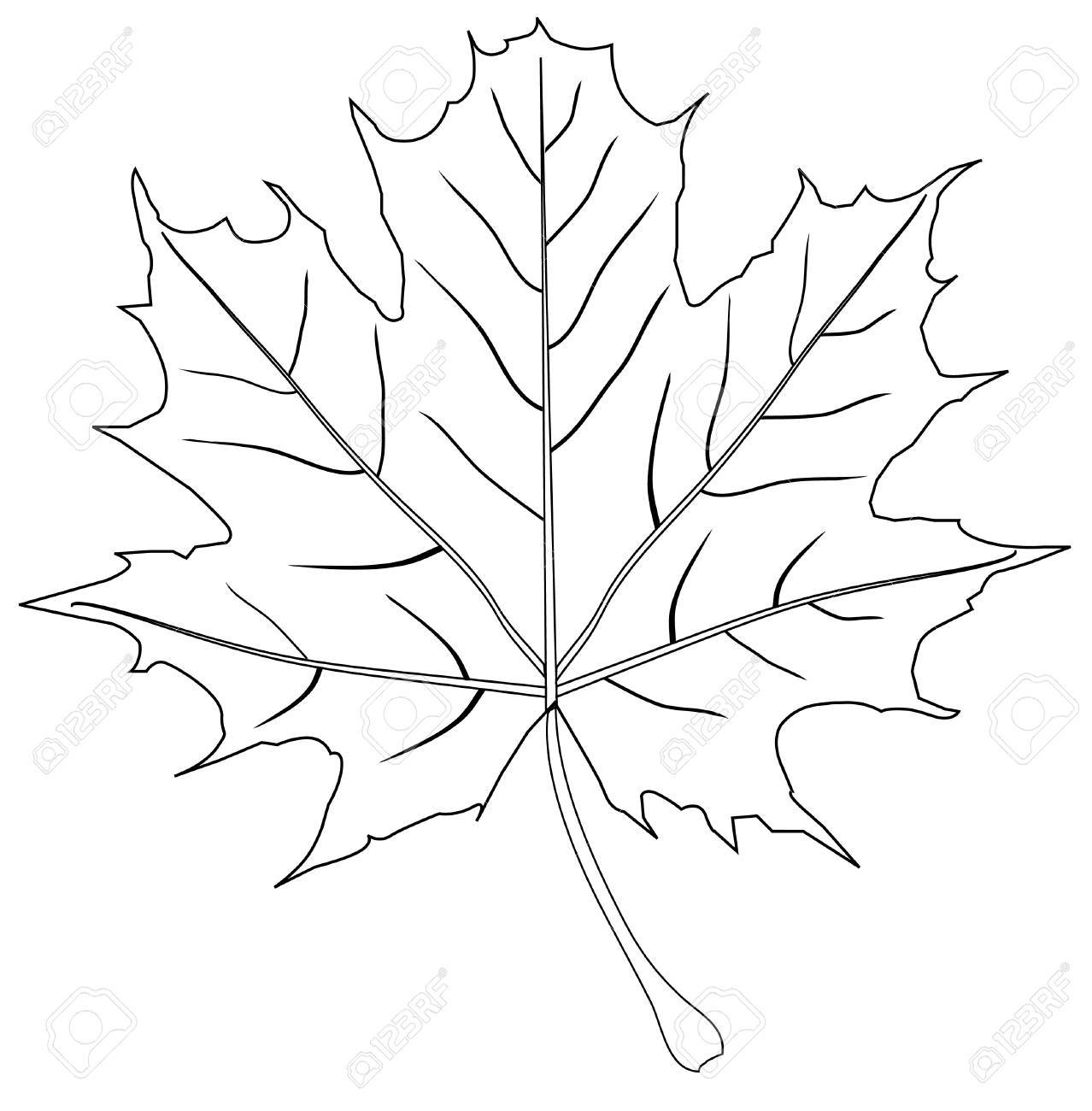 1278x1300 Simple Maple Leaf Outline Vector Royalty Free Cliparts Vectors And