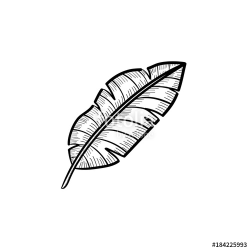 500x500 Vector Hand Drawn Banana Leaf Outline Doodle Icon. Banana Leaf