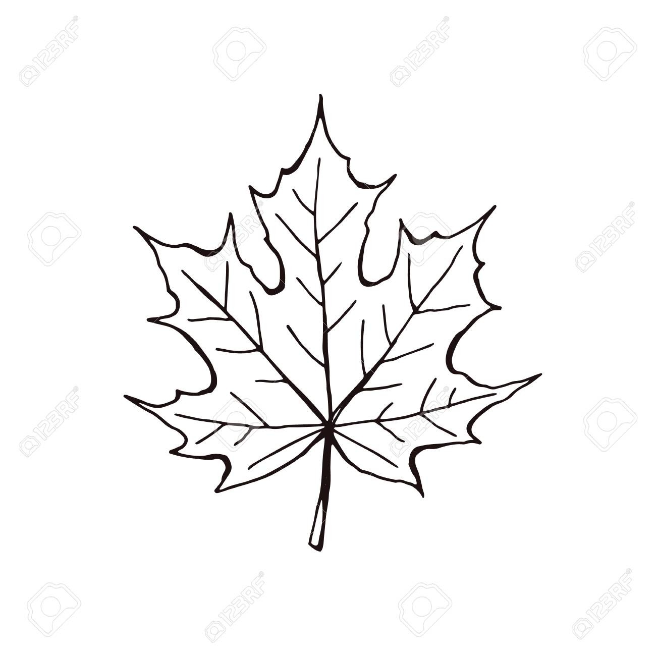 1300x1300 Canada Flag Maple Leaf Icon Vector 10064496 Outline 5