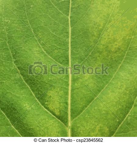 450x470 Green Leaf Texture, Vector Illustration.