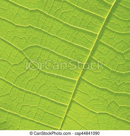 450x470 Green Leaf Texture For Background. Eps Vectors
