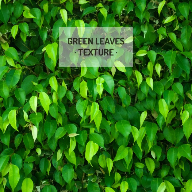 626x626 Green Leaves Texture Vector Free Download