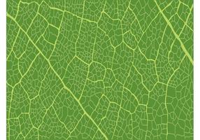 286x200 Leaf Veins Free Vector Art
