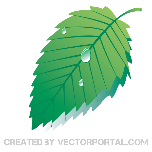 600x600 Leaf And Drops Of Water Free Vector 123freevectors