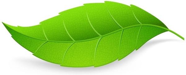 600x241 Mint Leaf Isolated Free Vector Download (7,566 Free Vector) For