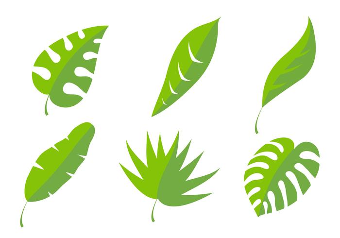 700x490 Palm Leaf Vectors