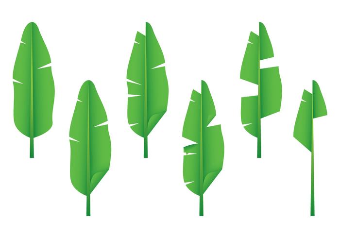 700x490 Realistic Banana Leaf Vectors