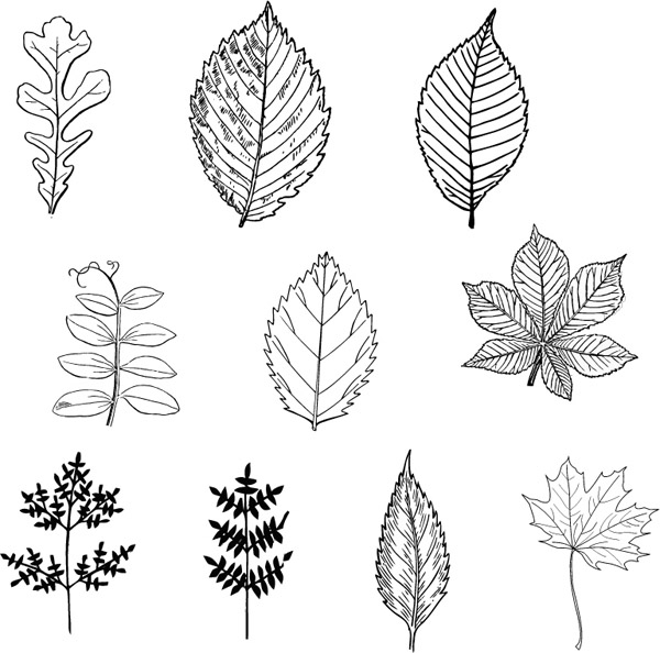 600x594 Black Leaves Vector Free Vector 4vector