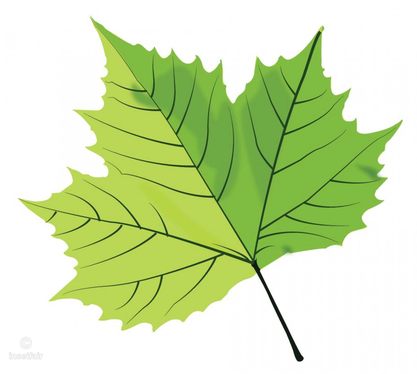 Leaf Vector at GetDrawings | Free download