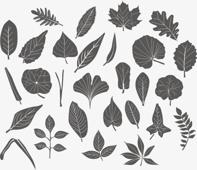 650x564 Vector Leaf, Leaf Vector, Leaf, Vector Png And Vector For Free