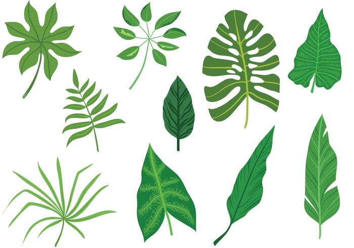 700x490 Vectors Of Leaves Free Vector Graphics Everypixel