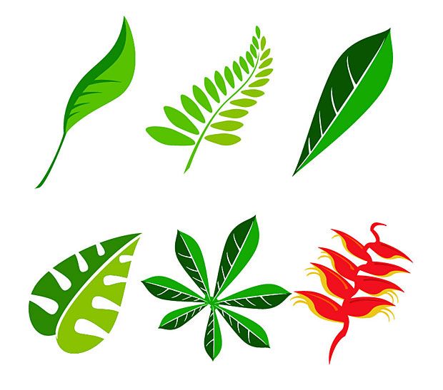 620x547 Vector Jungle Leaf Vector Graphics Free Vectors Amp Graphics