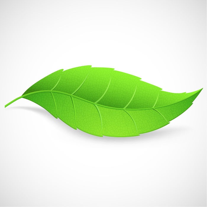 700x700 Green Leaf Vector Illustration Free Vector Graphics All Free