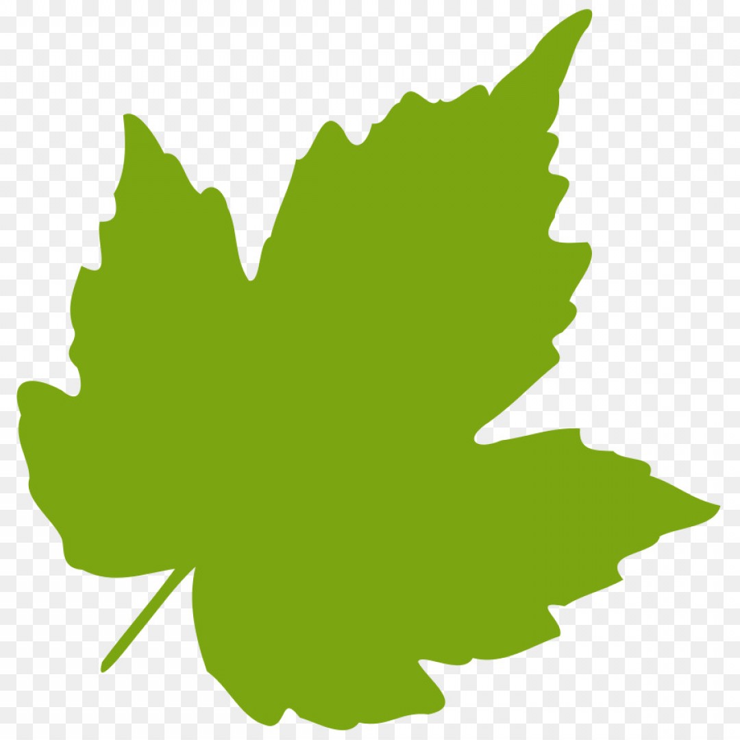 1080x1080 Png Grape Leaves Clip Art Oak Leaf Vector Arenawp