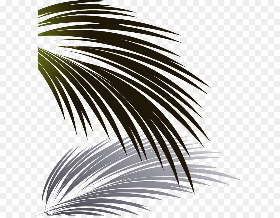 900x700 Leaf Coconut Euclidean Vector