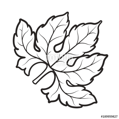 500x500 Black Outline Bitter Melon Leaf Vector Drawing Stock Image And