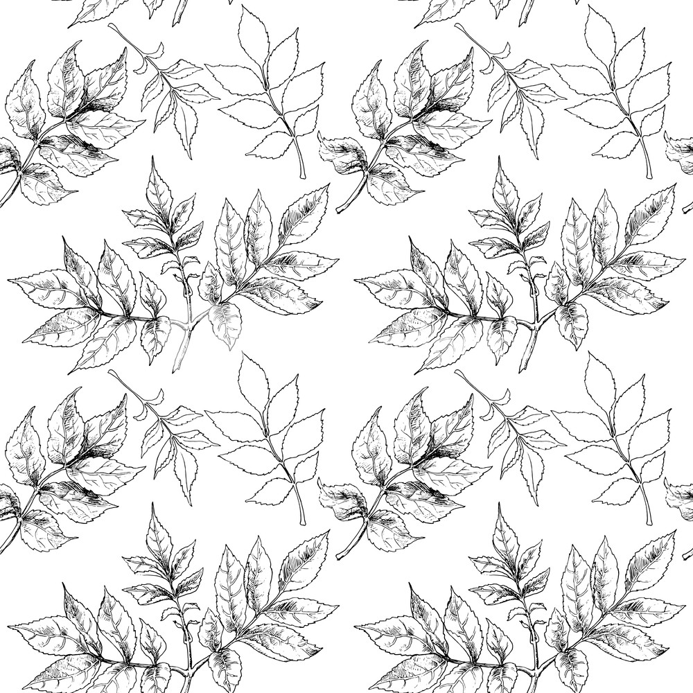 1000x1000 Black And White Hand Drawn Autumn Leaves. Vector Illustration