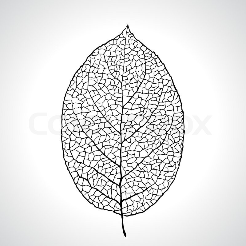 800x800 Black Macro Leaf Natural Isolated Vector Illustration Stock