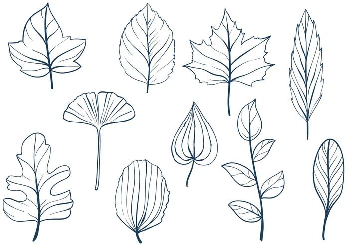 700x490 Free Leaves Vectors