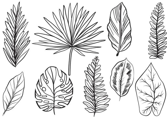 700x490 Free Vintage Exotic Leaves Vectors