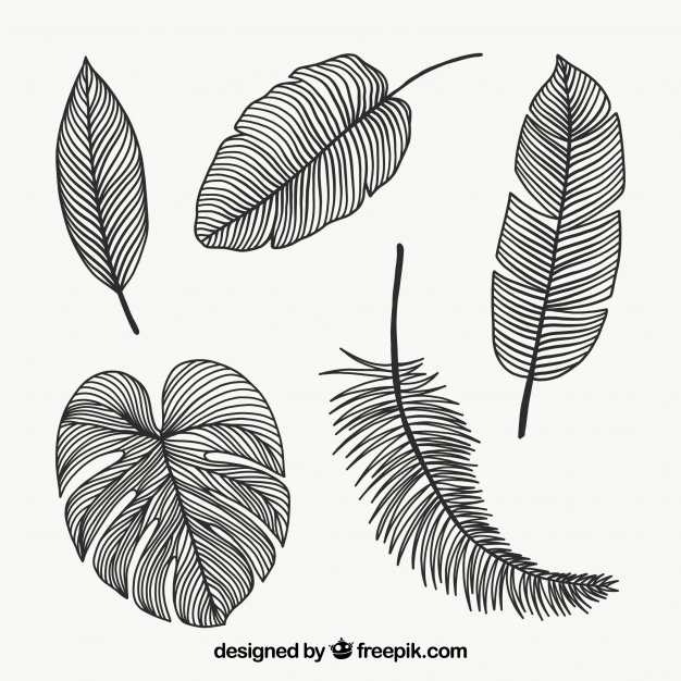626x626 Leaf Vectors, Photos And Psd Files Free Download