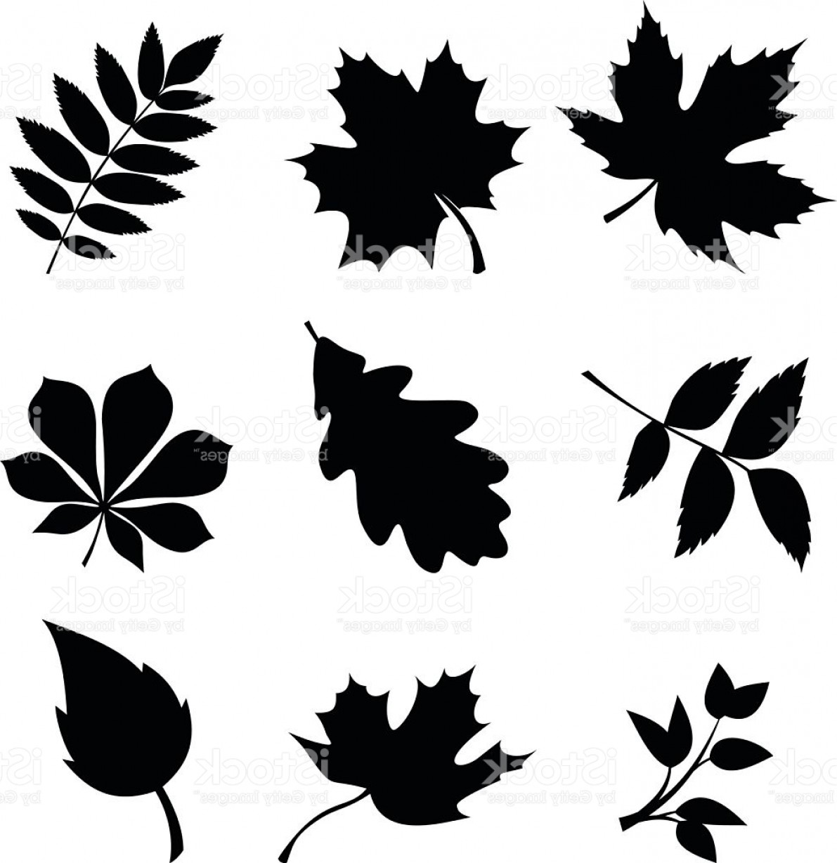 1191x1228 Vector Fall Leaf Art Geekchicpro