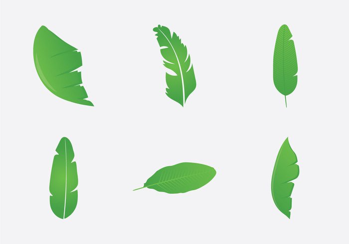 700x490 Free Banana Leaf Vector Illustration Free Vectors Ui Download