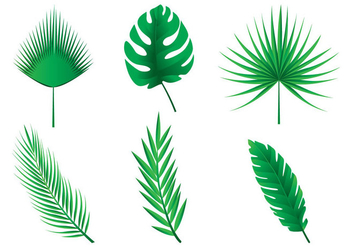 352x247 Free Palm Leaves Vector Ornaments Free Vector Download 385263