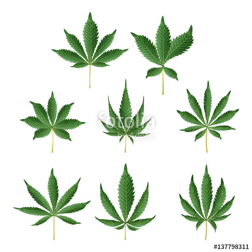 500x500 Marijuana Green Leaf Vector. Medicinal Herbs Collection. Cannabis