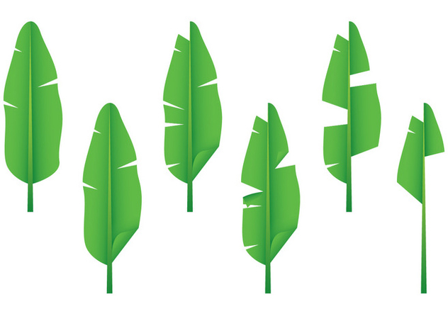632x443 Realistic Banana Leaf Vectors Free Vector Download 346301 Cannypic
