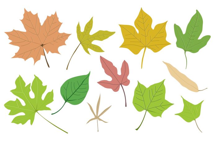 700x490 Vector Leaf Free Download