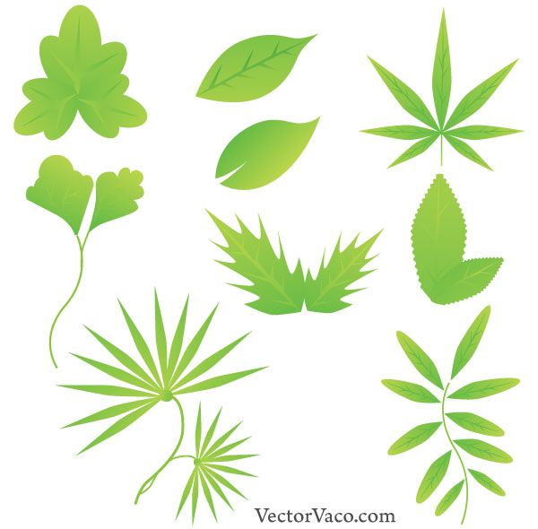 600x590 Green Leaf Vector Free Download Free Vectors